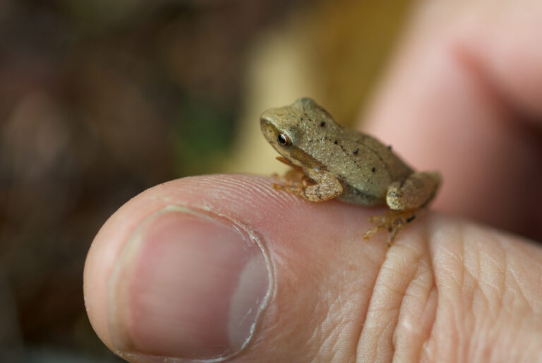 The Frog Chorus Is Back: And Your Great-Grandmother Knew What It Meant