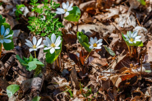 bloodroot plant in missouri ozarks