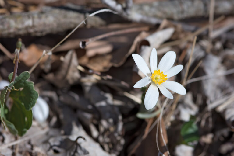 bloodroot plant in missouri ozarks