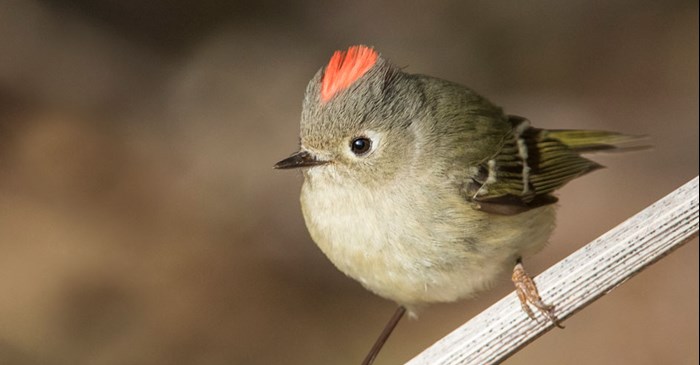 The Little Bird With the Hidden Ruby Crown Is Passing Through Missouri Right Now